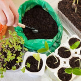 Dny výsadby v březnu 2022: lunární kalendář, termíny setí